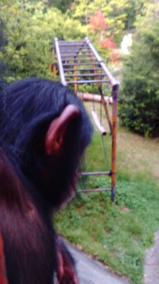 あっちをむいているマモル