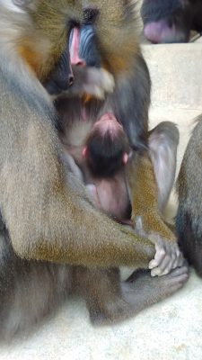 デラがデイのアカンボウに触れるのをとめる