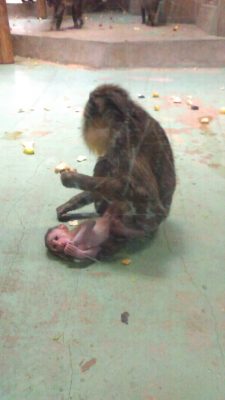 床に転がるアカンボウ