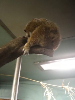 レッサースローロリスのアオキの寝姿