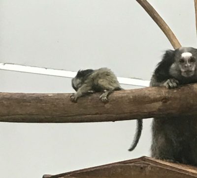 クロミミマーモセットの赤ちゃん