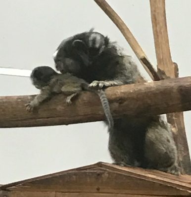 どこかへ行こうとする赤ちゃんとその世話をするクロミミマーモセット