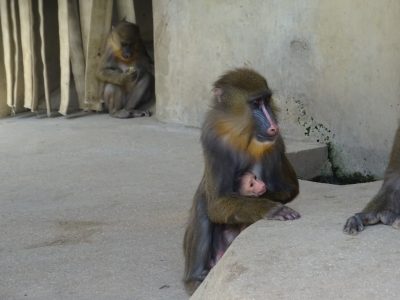 マンドリルのあかちゃん