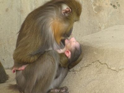 マンドリルのあかちゃん