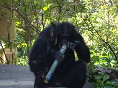ツトム