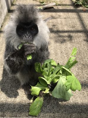 小松菜を食べるシルバールトン
