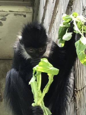 小松菜を食べるフランソワルトン