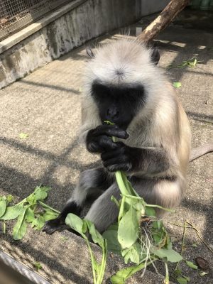 小松菜を食べるハヌマンラングール