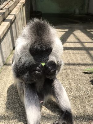 さやえんどうを食べるシルバールトン