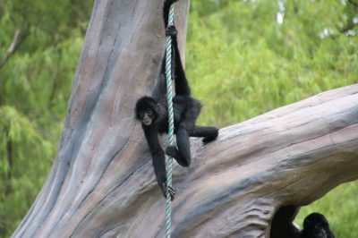 クロクモザル