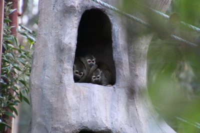 お休みモードのリスザル