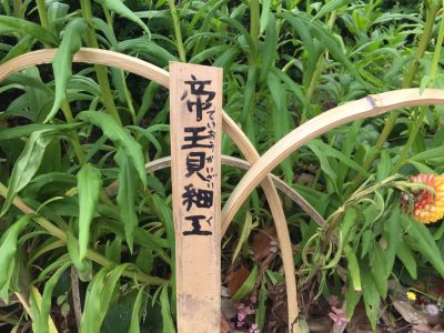 帝王貝細工（種名）