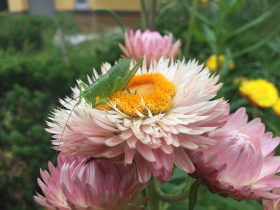 花の上にバッタ