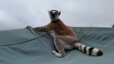 ワオキツネザル周りを見渡しています