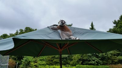 パラソルの上のワオキツネザル