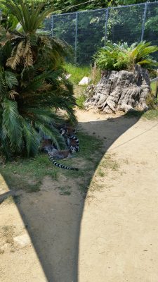 日陰にワオキツネザル