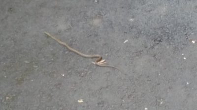 へびだー！