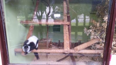 クミンがチェック