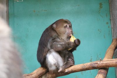 大きいメロンを食べるザルバ