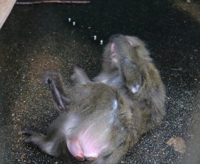 毛づくろい