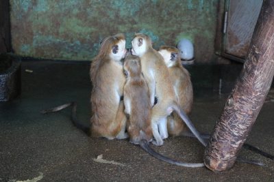 井戸端会議