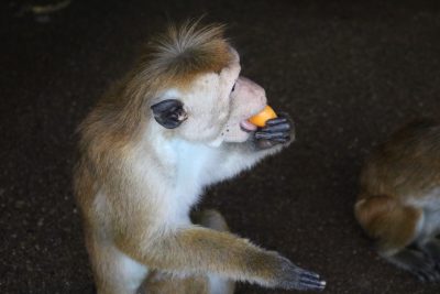 ビワ 食べる