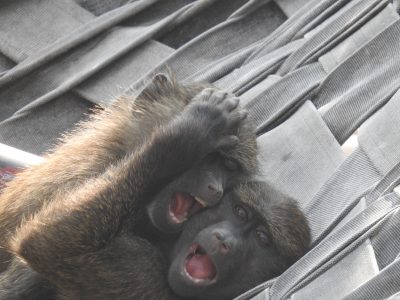 ヒヒのコドモたち2