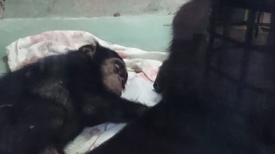 マモルの寝顔