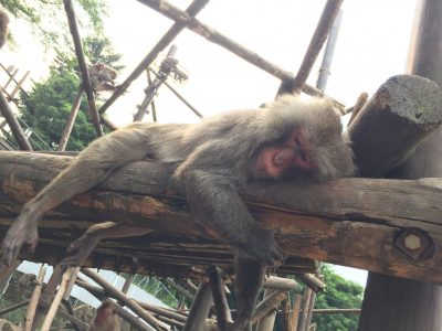 ヤクシマザル4