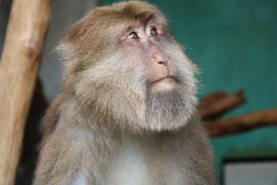 サム