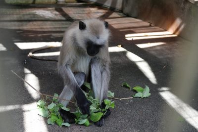 ハヌマンラングール 食事