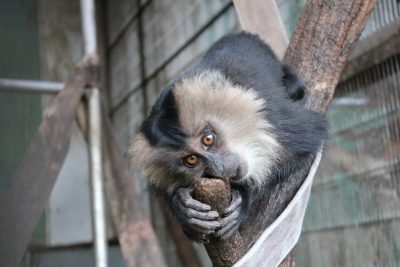 シシオザル 枝に食いつく