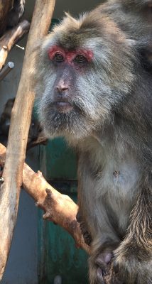 サクラ
