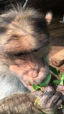 チーク 食事