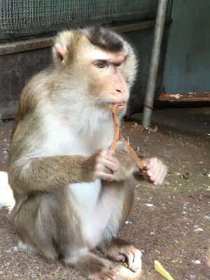 ジャズ 木食べる