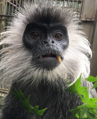 バルカン