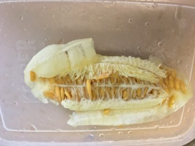 メロン