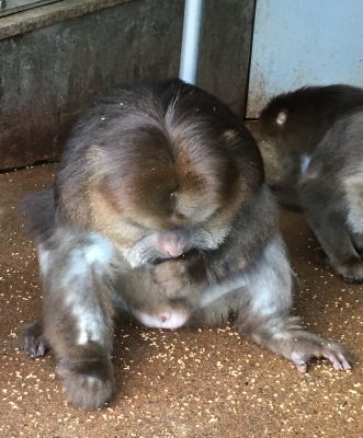 小麦を拾うザルバ