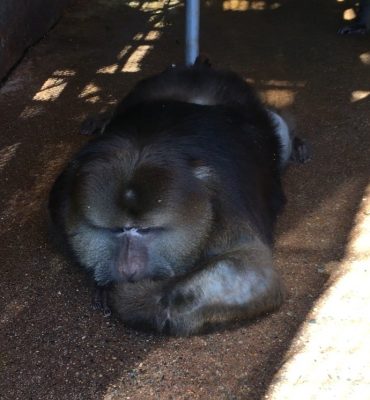 ザルバの寝食い