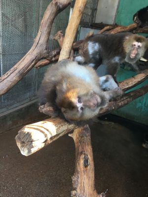 起き上がる？