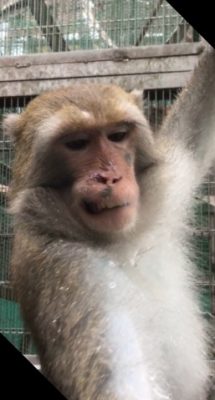 ミラン 妨害