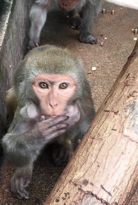 頬袋ぱんぱん