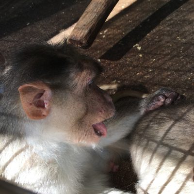 毛づくろい