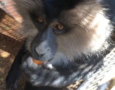 ビワを食べるコン