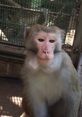 おしとやか