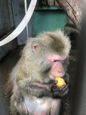 ビワを食べるノビル
