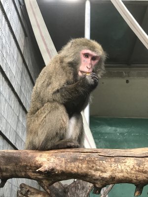 ビワを食べるタンポポ