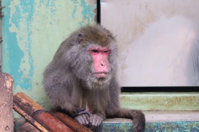 タイワンザルのエレファル
