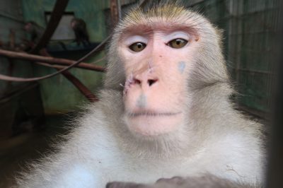 タイワンザルのミラン