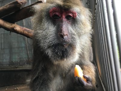 メロンを食べるサクラ